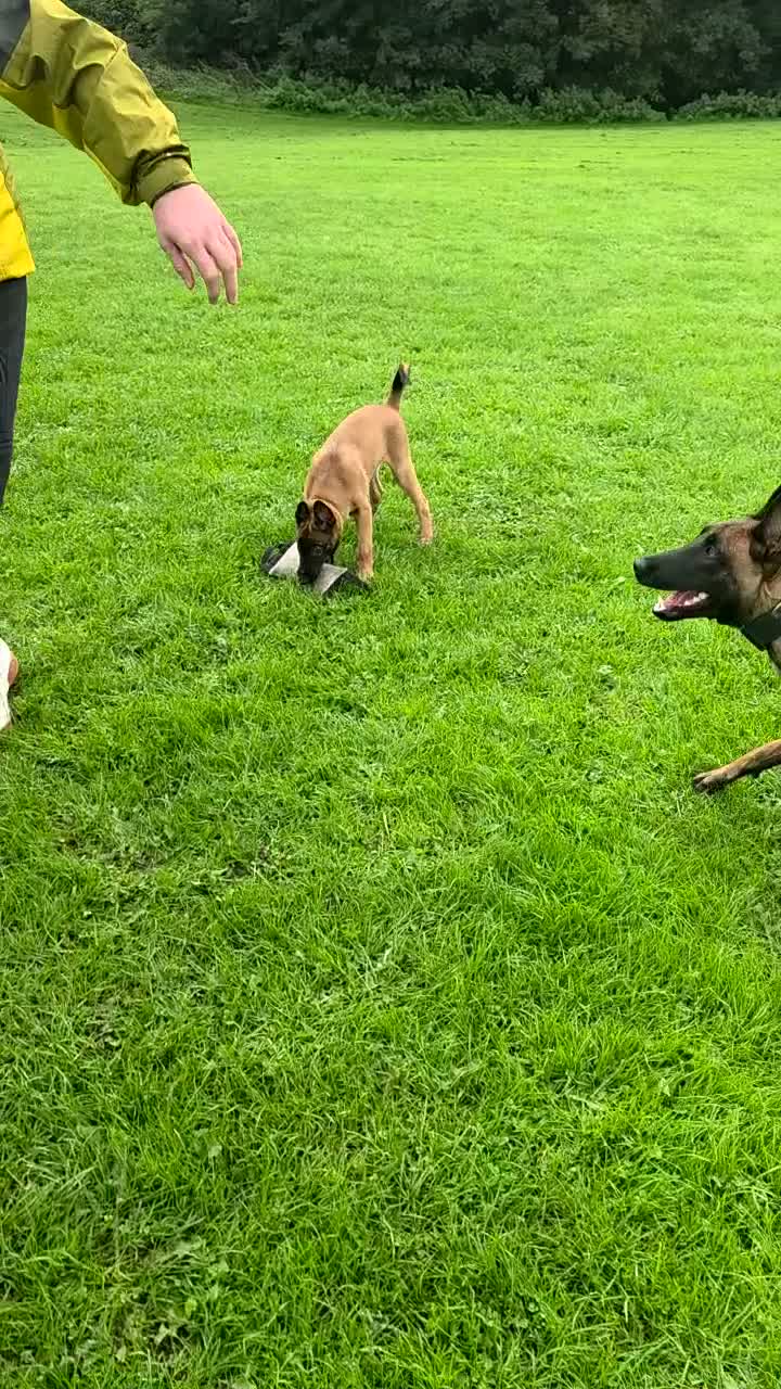 Belgian Shepherd Dog dogs for sale: Kc registered belgian malinois  - Video 2