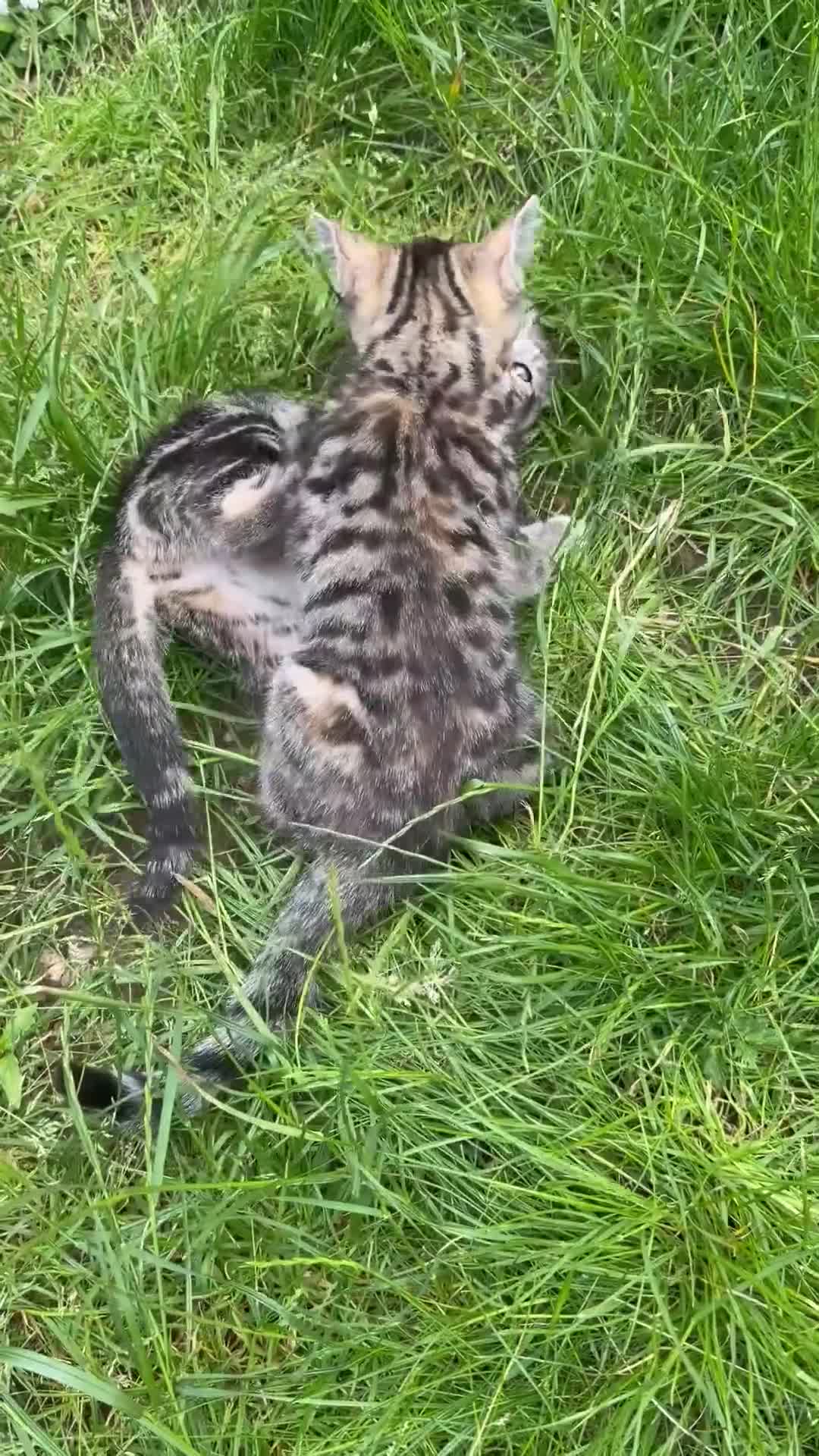 Bengal cats for sale: Bengal Mix Ready! - Video 1