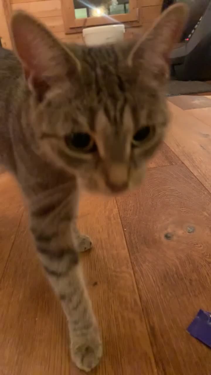 Mixed Breed cats for sale: Mixed Breed Cat available for Sale  - Video 1