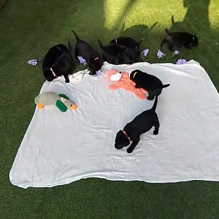 Labrador Retriever dogs for sale:  KC Black Labradors – 4 Boys & 2 Girls Available🐶 - Video 2