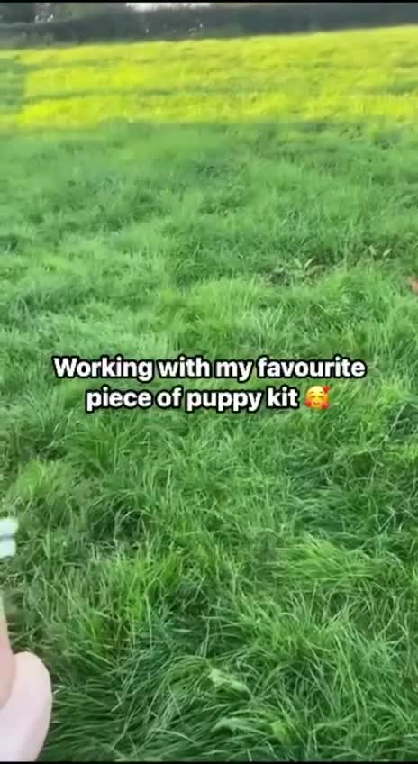 Labrador Retriever dogs for sale: Equal parts adventure and sofa buddies (Labradors) - Video 3