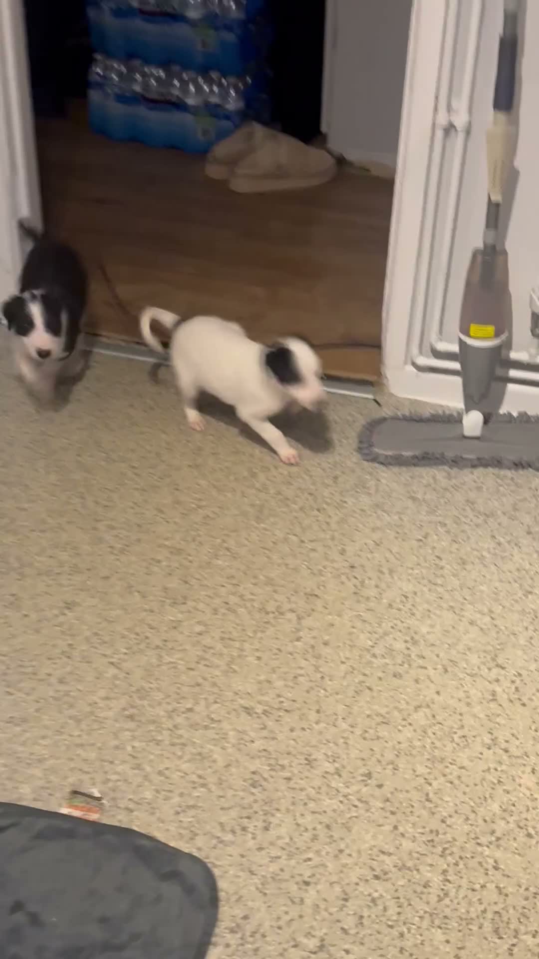 Mixed Breed dogs for sale: Collie greyhound x Beddy Whippet pups  - Video 2
