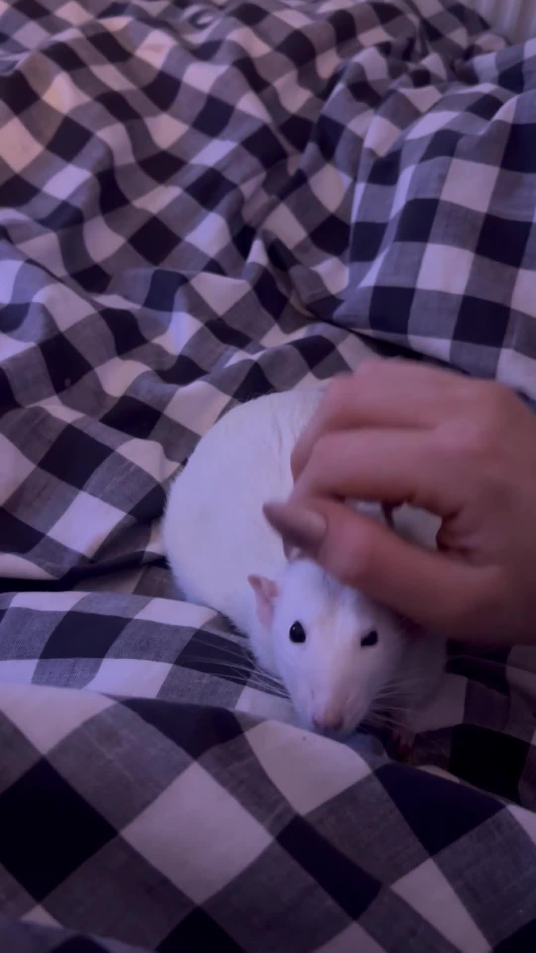 Rat rodents for sale: Two Male Rats  - Video 1
