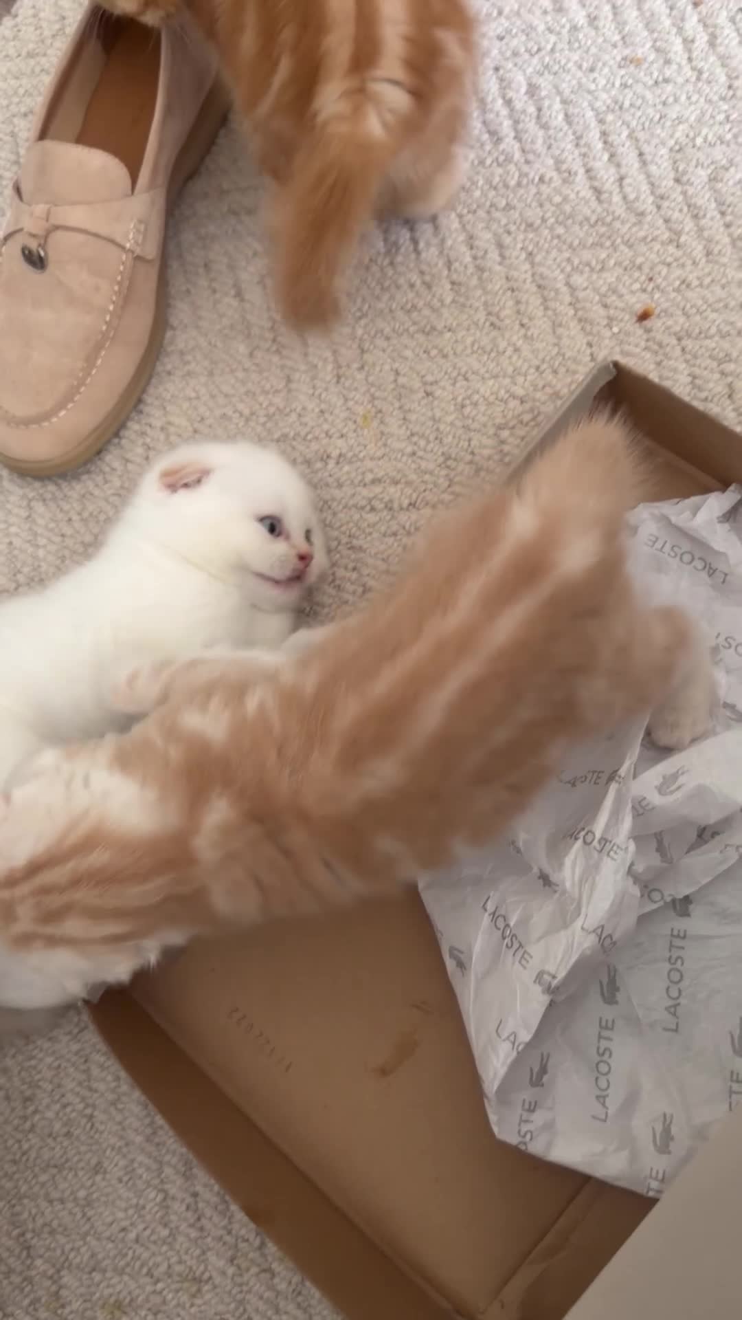 Scottish Fold cats for sale: Miss Scottish straight Ginger (Garfield ) - Video 1