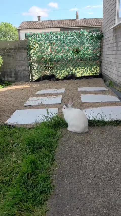 Mixed Breed rabbits for sale:  🐰Looking Forever loving Home for My prince kav💙 - Video 2