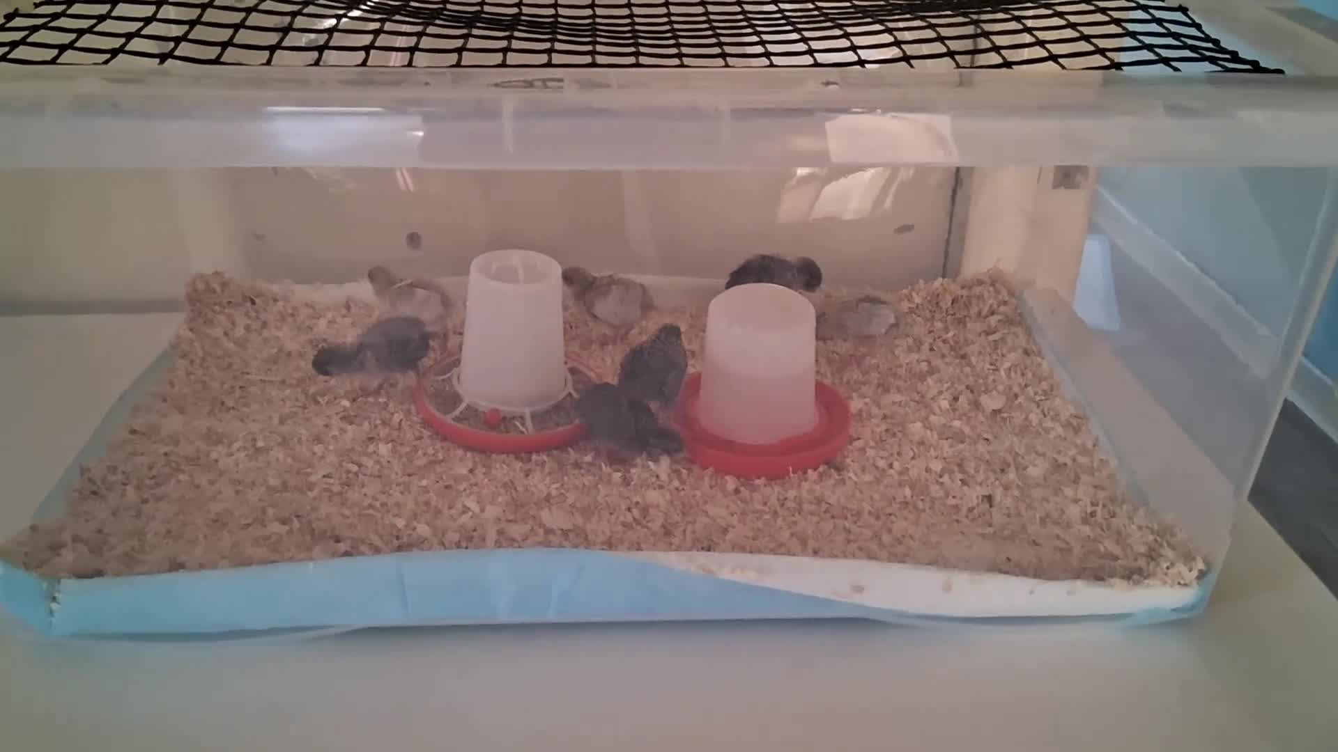 Quail poultry for sale: 10 day old button quail  - Video 1