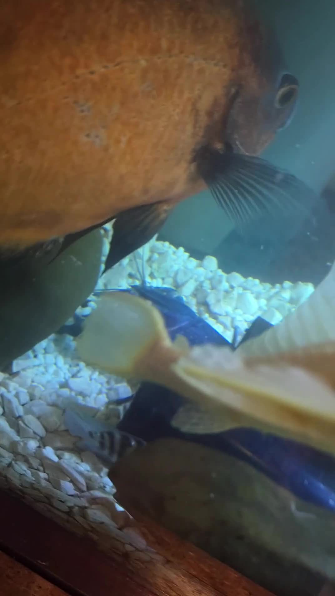 Cichlids fish for sale: Whole setup for sale  - Video 1