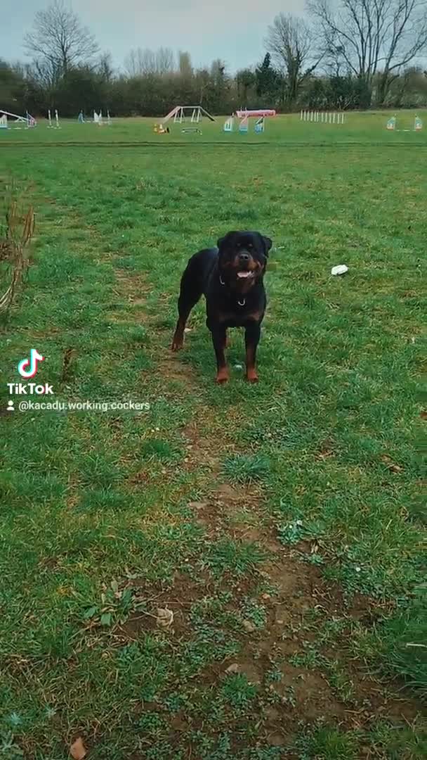 Rottweiler dogs for stud: Stunning Fully Health Tested KC Reg Rottweiler  in Langport - Video 1