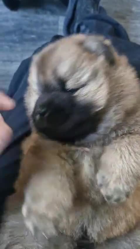 Chow Chow dogs for sale: KC REGISTERED QUALITY TEDDY BEAR CHOW CHOW 5 wk - Video 2