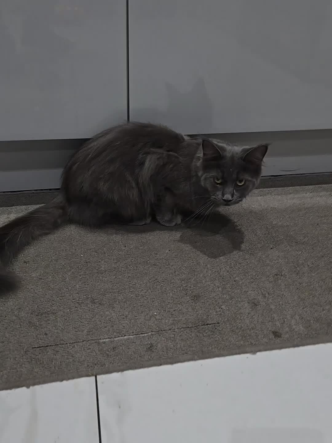 Maine Coon cats for sale: Maine coon male & female for sale  - Video 3
