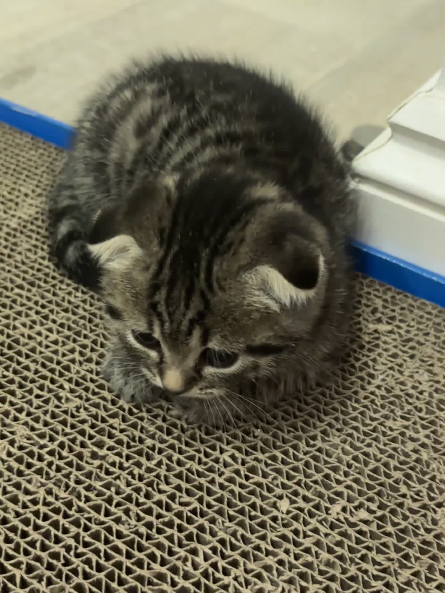 Mixed Breed cats for sale: Tabby Scottish Fold kittens - Video 1