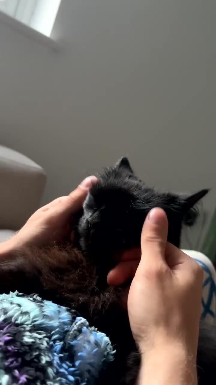 RagaMuffin cats for sale: Raggamuffin male cat 🖤 - Video 1