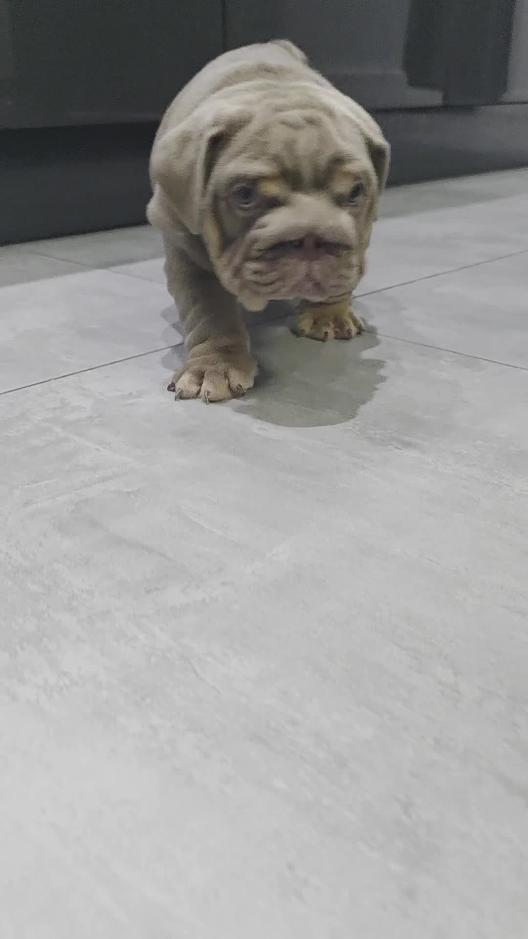 English Bulldog dogs for sale: Kc registered British bulldog puppies lilac & tan - Video 1