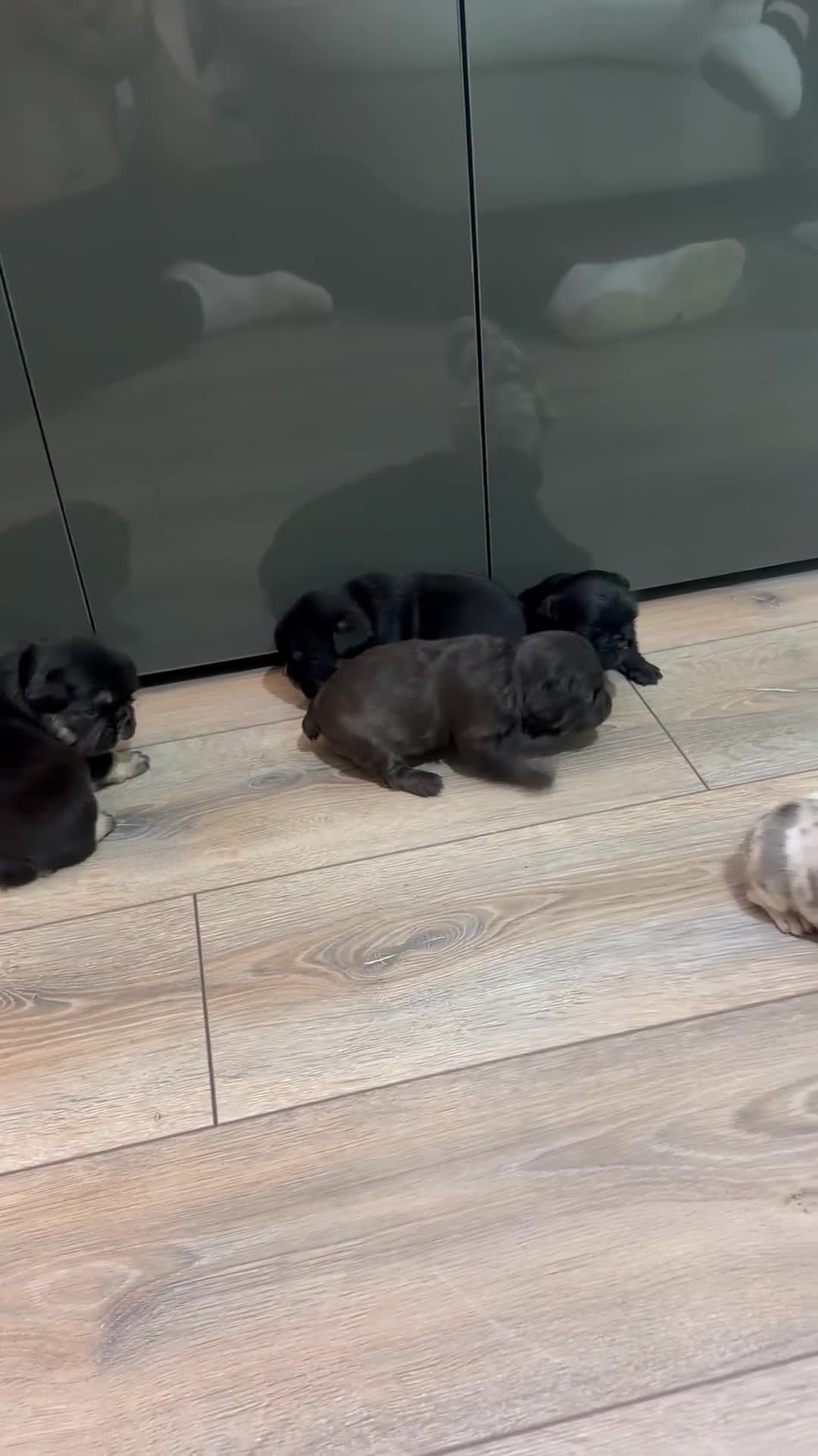 French Bulldog dogs for sale: Fluffy  **  puppies  in Inverkeithing - Video 1