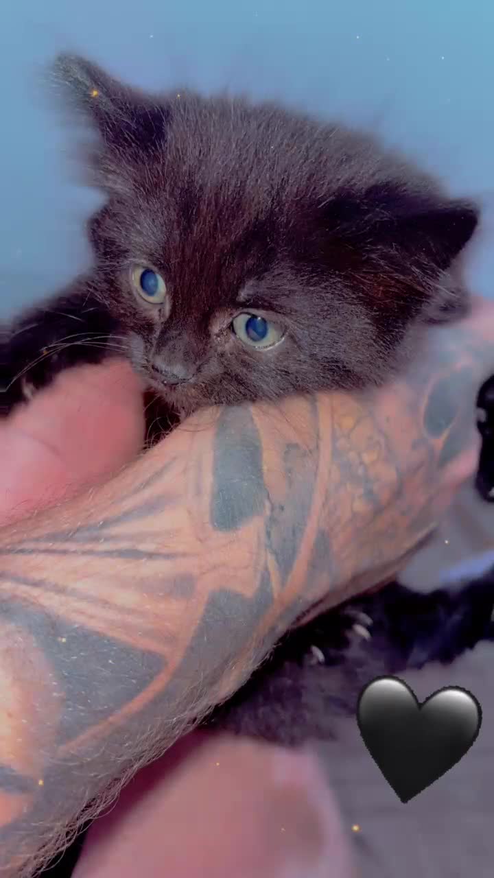 Mixed Breed cats for sale: 3 kittens - Video 1