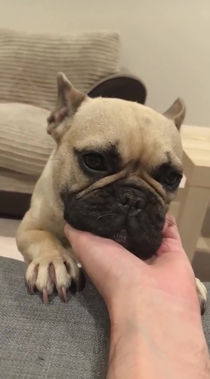 French Bulldog dogs for sale: French Bulldog - Video 3