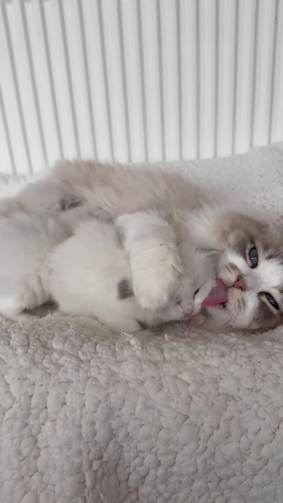 Ragdoll cats for sale: TICA registered ragdoll kittens - Video 1