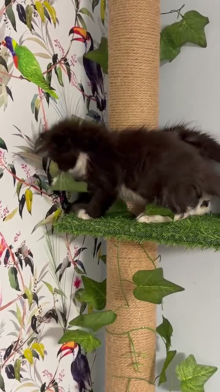 Maine Coon cats for sale: Gorgeous XL Russian line Maine Coon Kittens - Video 2