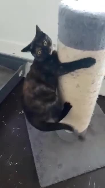 Mixed Breed cats for sale: For tortoiseshell cat lovers.Female.  - Video 1