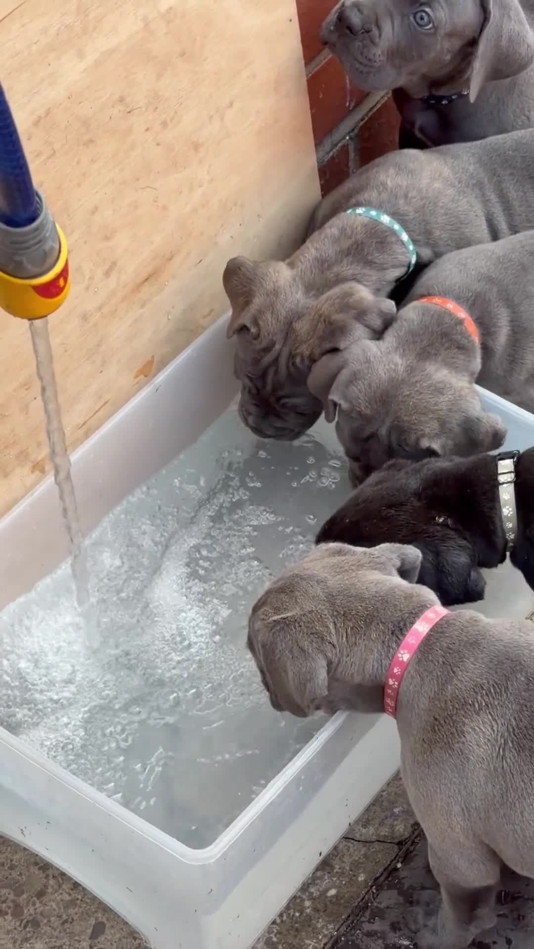 Cane Corso dogs for sale: Ready next week‼️ 2 Exceptional girls  - Video 3