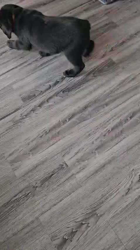Mixed Breed dogs for sale: 1 black male newfador left  - Video 1