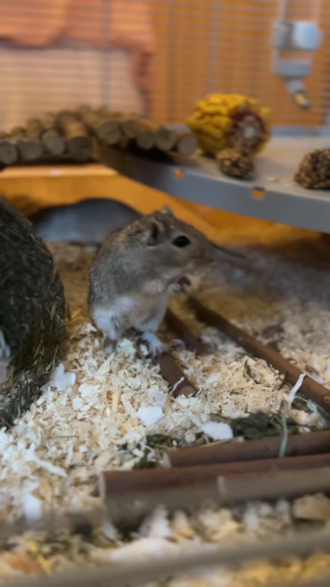 Gerbil rodents for sale: Crumble & crumble  in Leigh-on-Sea - Video 2