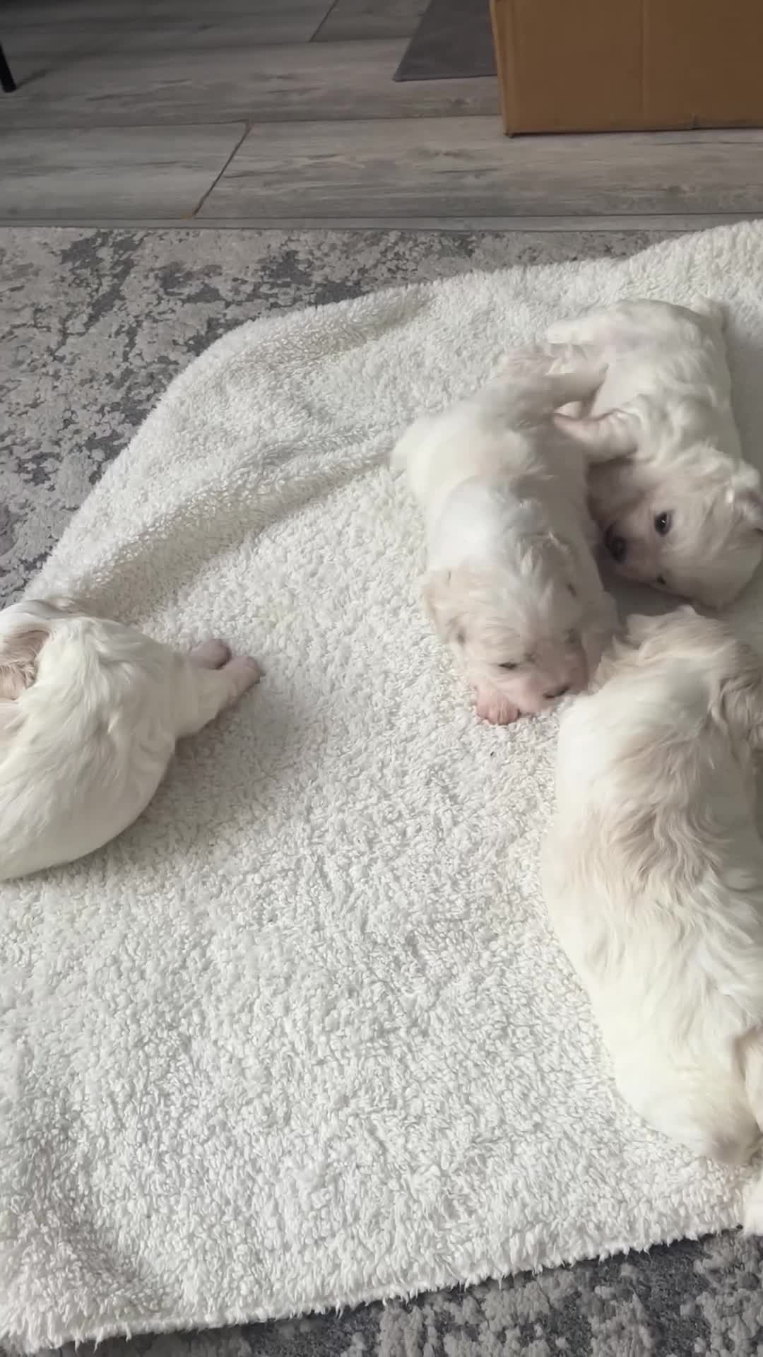 Maltese dogs for sale: New Home - Video 1