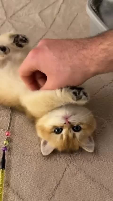 British Shorthair cats for sale: CHAMPION GOLDEN BRITISH SHORT HAIR KITTEN MALE - Video 2