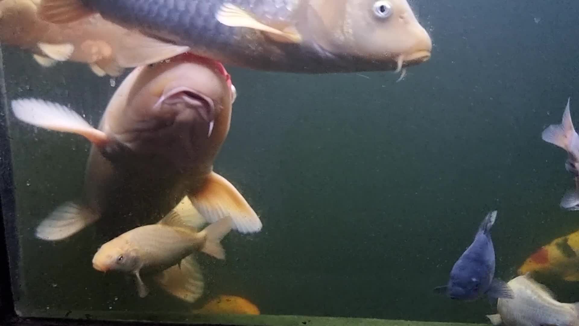 Koi Carp fish for sale: Koi forsale  - Video 3