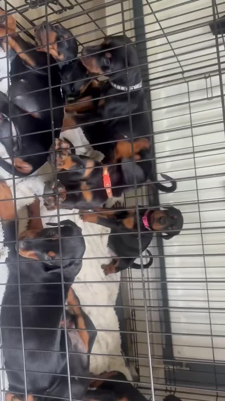 Dobermann dogs for sale: Puppy dobermans  - Video 1
