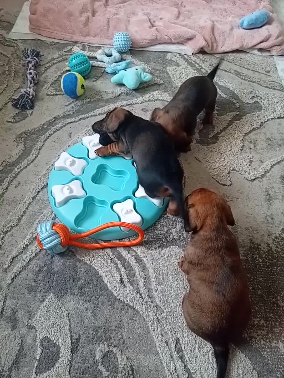 Miniature Dachshund dogs for sale: 3 gorgeous mini Dachshunds - Video 3