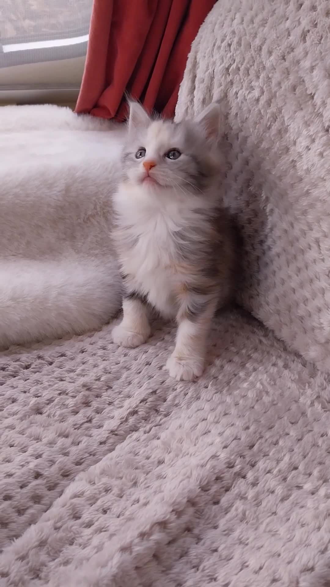 Maine Coon cats for sale: Stunning XL Maine Coon Kittens. Tica Reg. Tortie. - Video 2