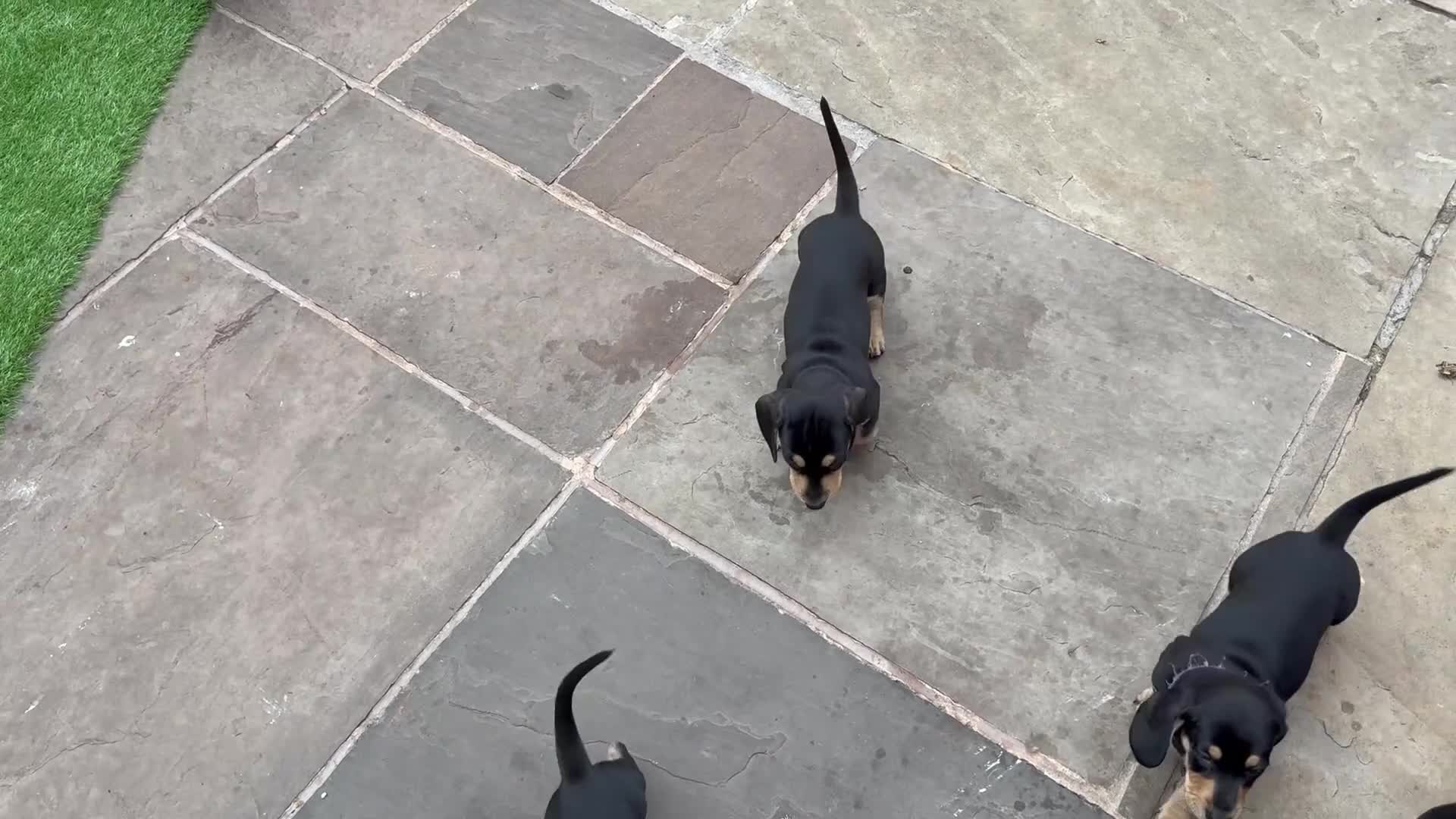 Dachshund dogs for sale: Black & Cream, Chocolate & Cream Dachshund Puppies - Video 1