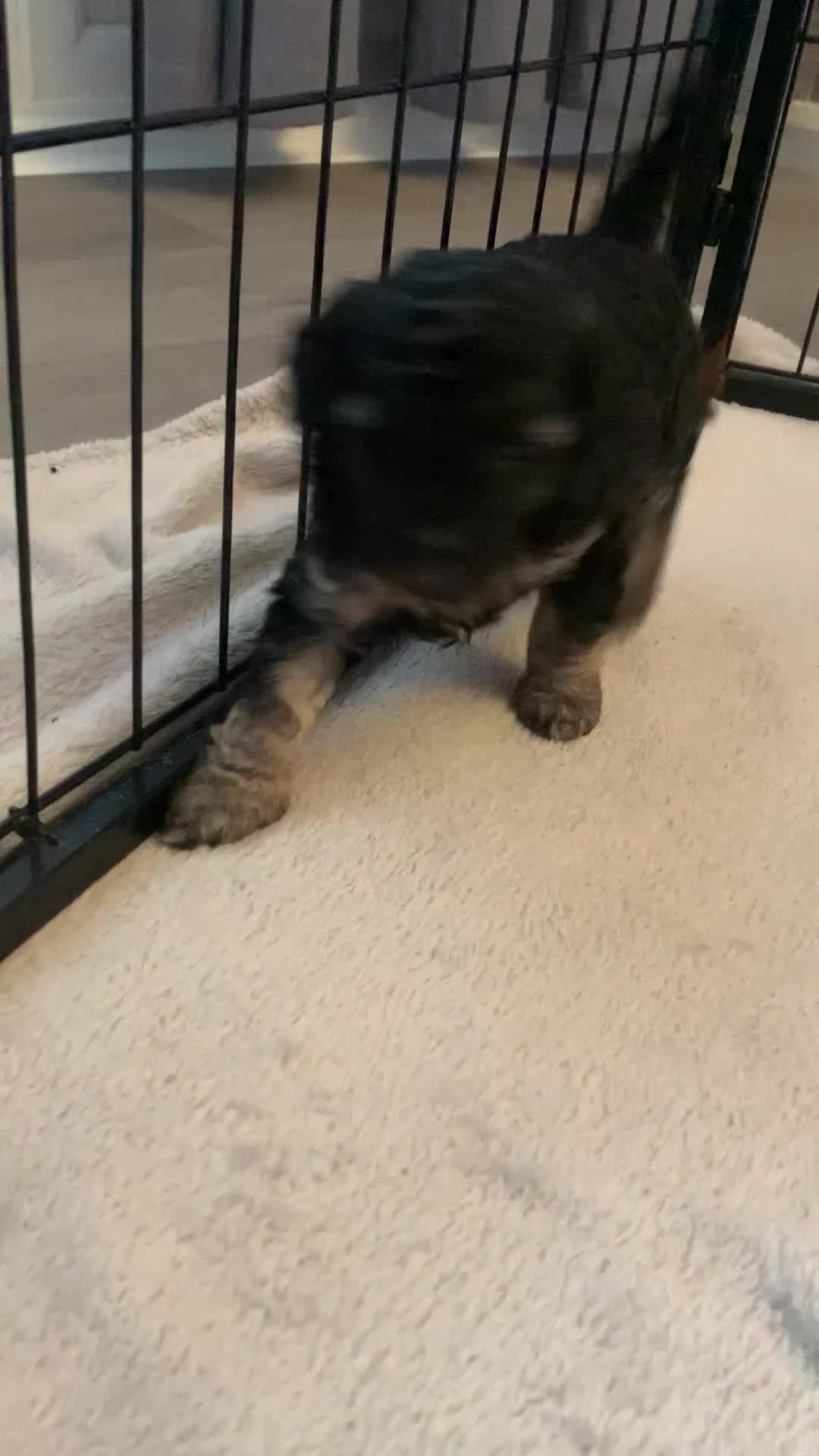 Cockapoo dogs for sale: Cockapoo Puppies  - Video 5