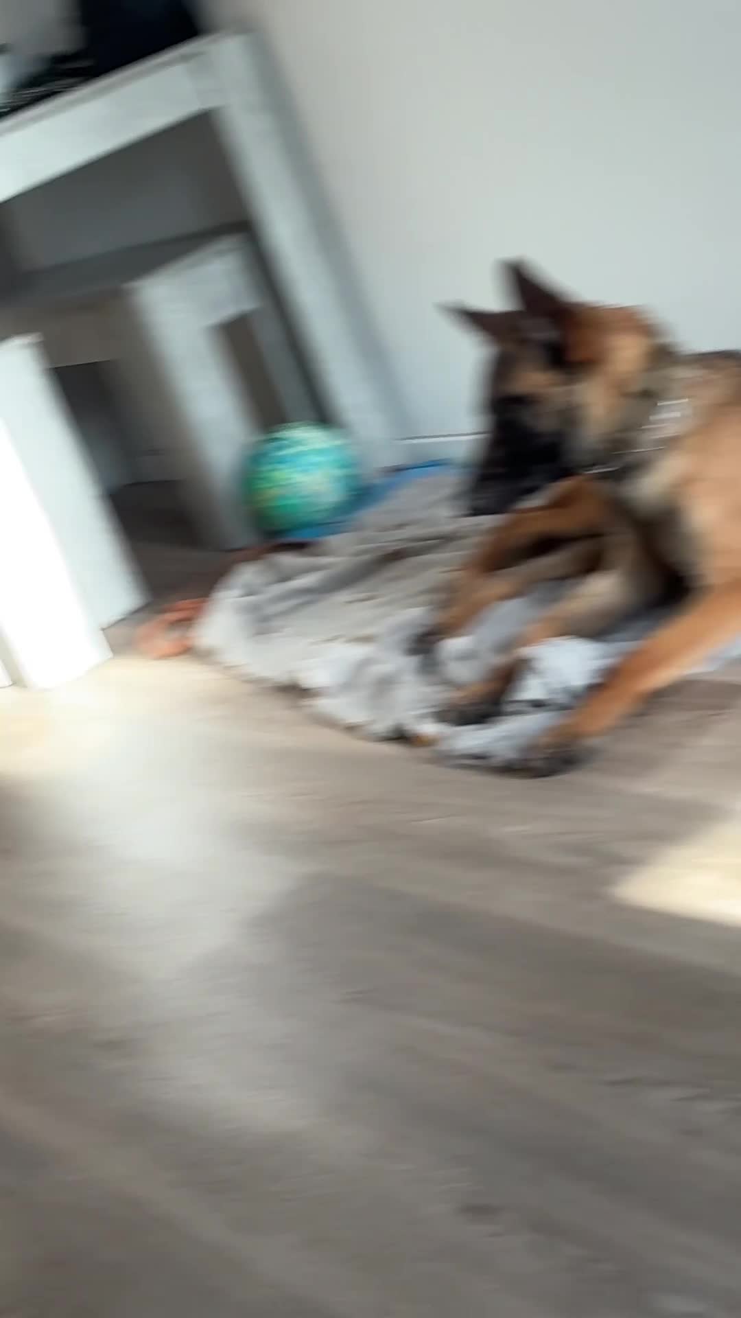 Belgian Shepherd Dog dogs for sale: Belgium malinois 6 month old  - Video 1
