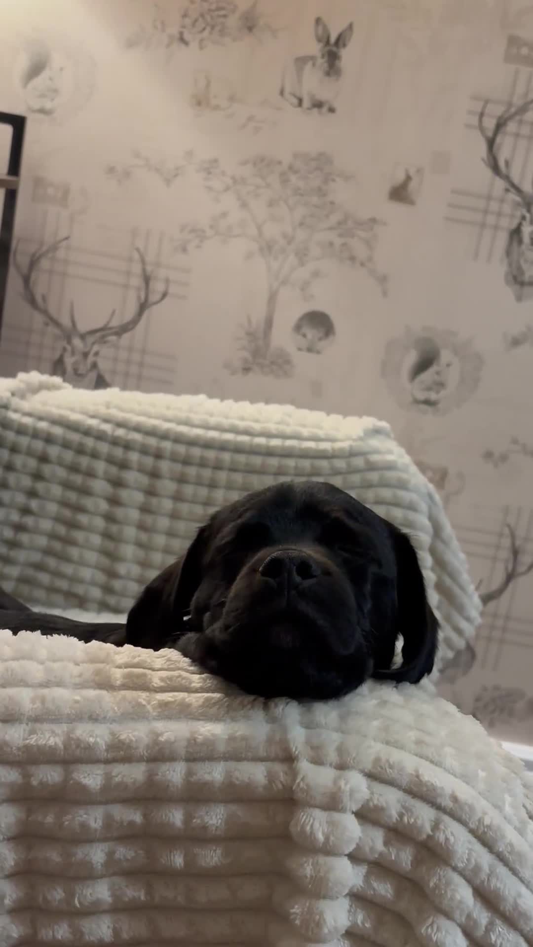 Mixed Breed dogs for sale: Buddy - Mixed breed.  - Video 1