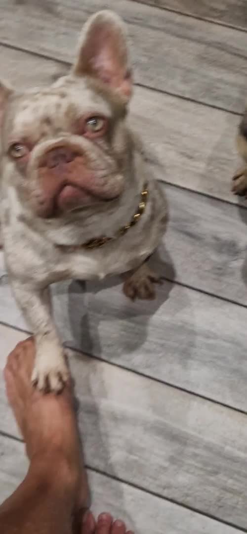 French Bulldog dogs for stud: 🚨proven🚨newshade merle stud 🎯🤯🔥🤏🏻🧬 in Tipton - Video 2