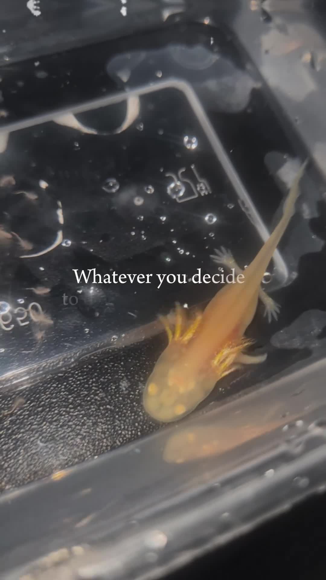 Other/Mixed Breed fish for sale: Baby Axolotls - Video 2