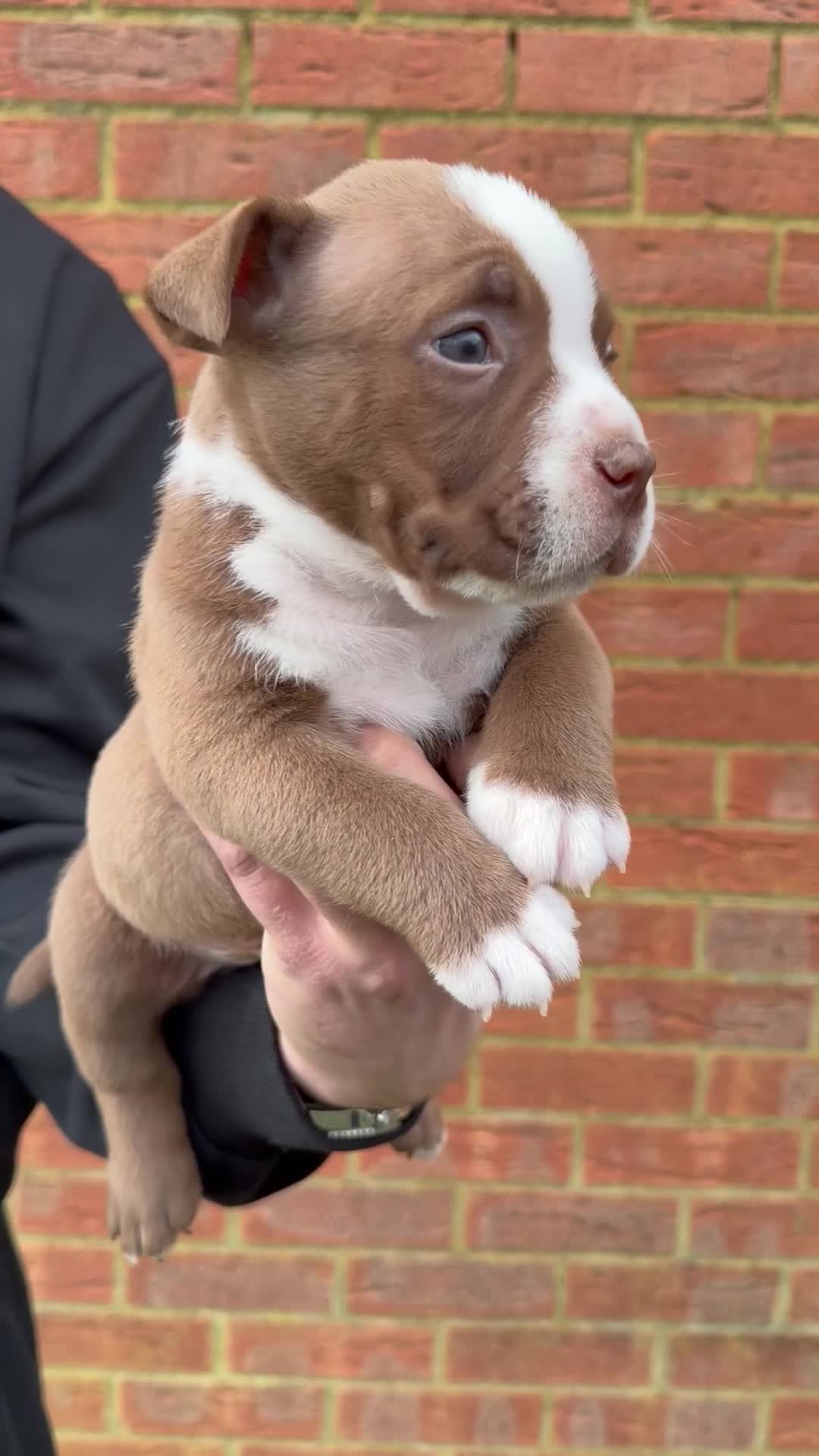 American Bully dogs for sale: American Pocket Bully VERY HIGH QUALITY  - Video 5