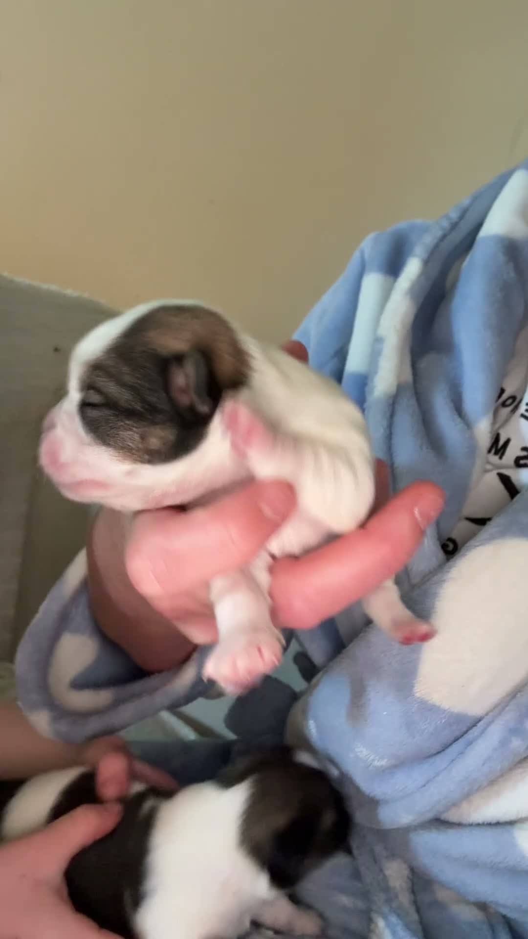 Mixed Breed dogs for sale: Tiny cute fluffy Shih Tzu x jack Russell puppies  - Video 1