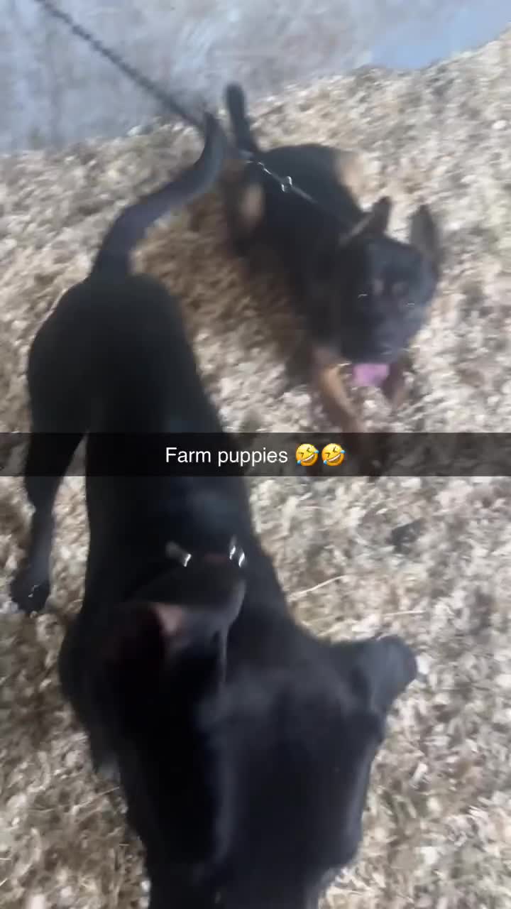 Cane Corso dogs for sale: Cane Corso  - Video 4