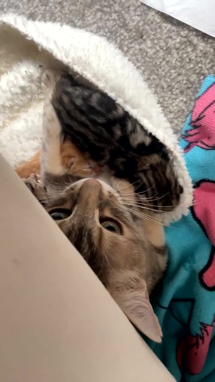 Domestic Shorthair cats for sale: Dilute Tortoise Shell Kittens - Video 3