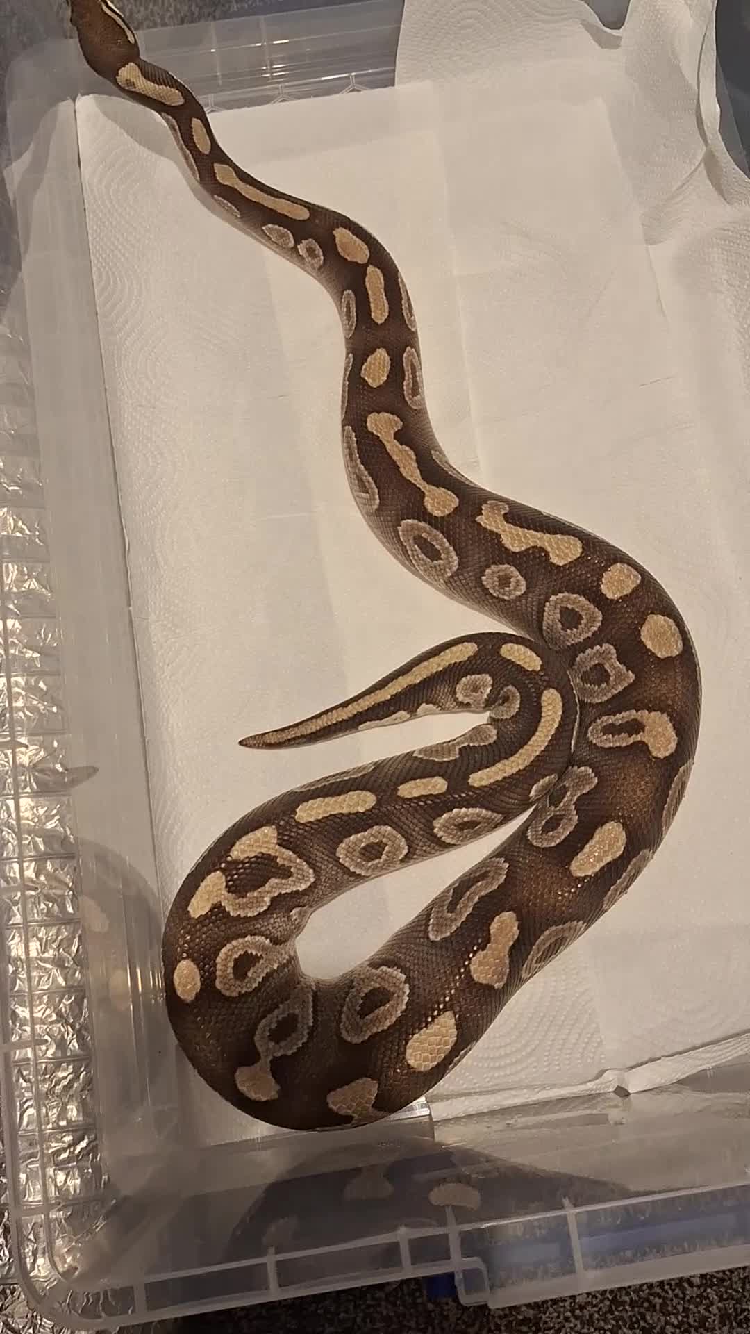 Python Snake reptiles for sale: Majova morph ball python female  - Video 5