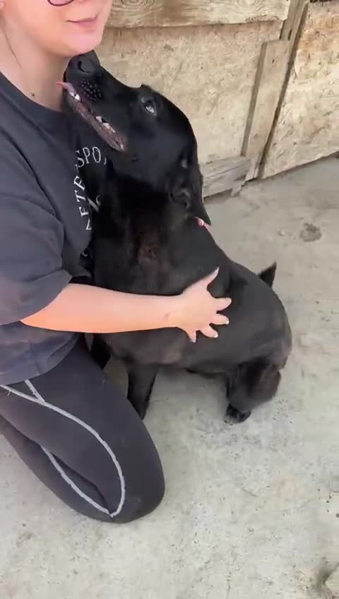 Mixed Breed dogs for adoption: Pango is looking for his forever home  - Video 1