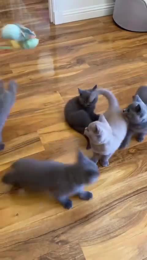 British Shorthair cats for sale: British Shorthair kittens, GCCF Certificate  in Dundee - Video 3