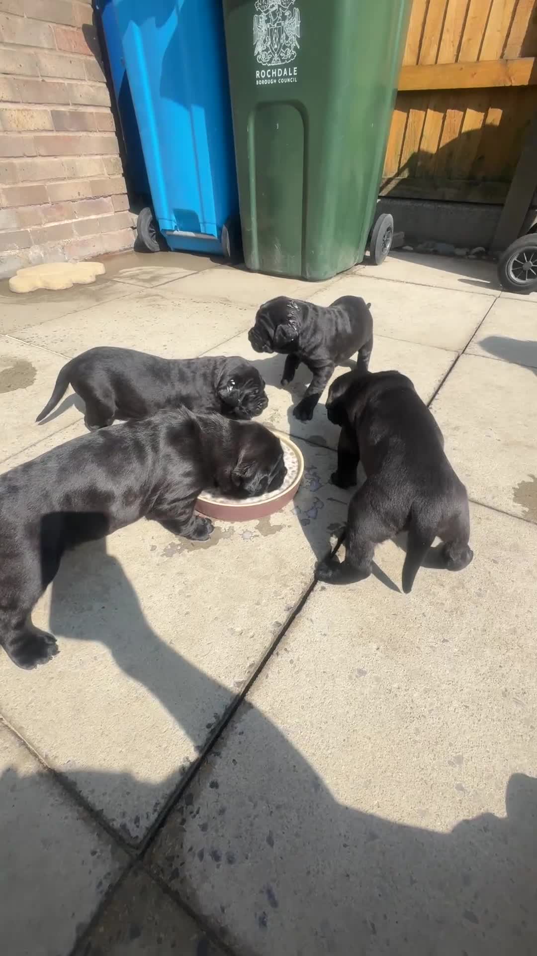 Mixed Breed dogs for sale: 3 beautiful boys for sale  - Video 1