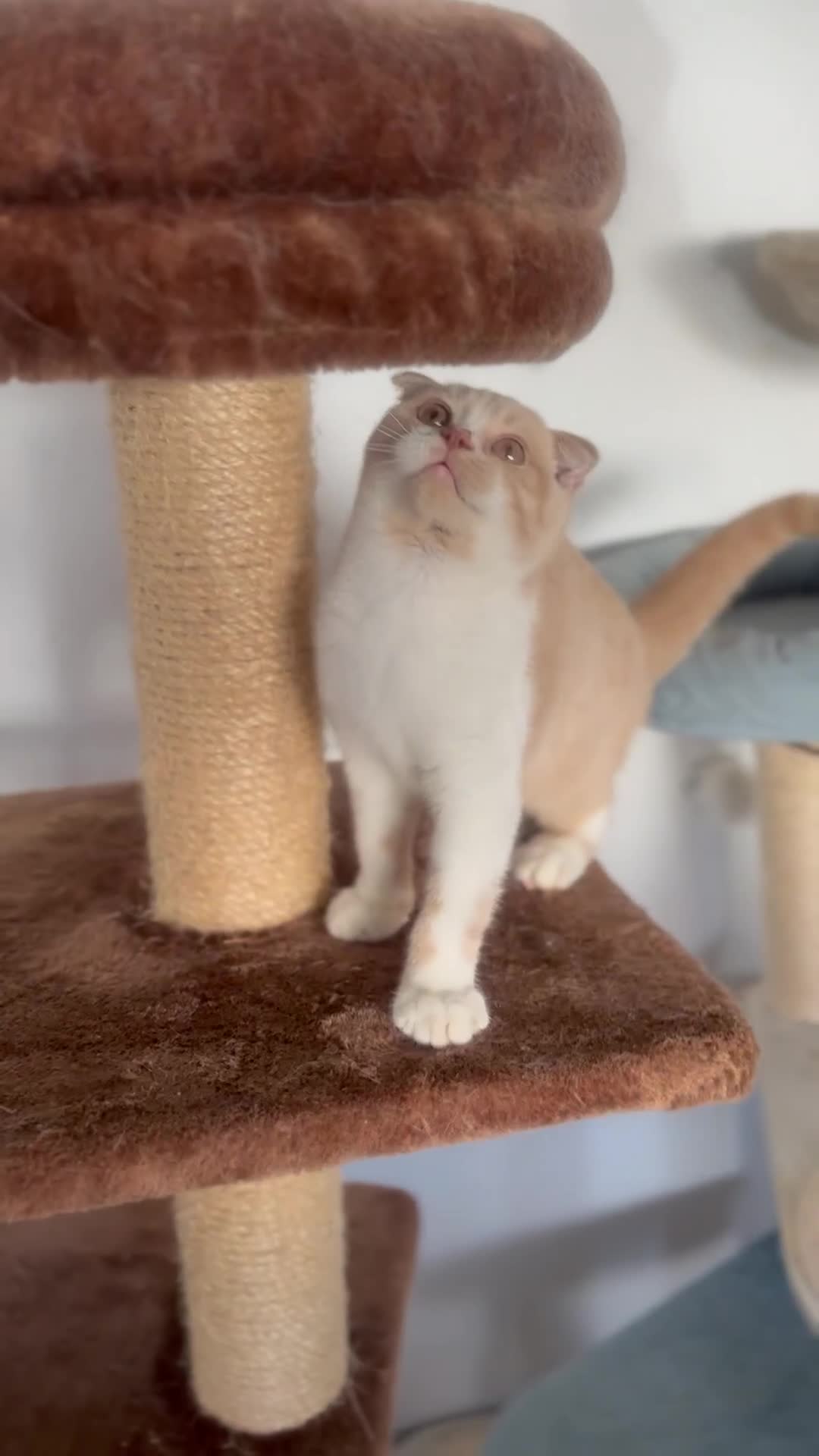 Scottish Fold cats for sale: Cute Scottish Fold Ready Now  - Video 4