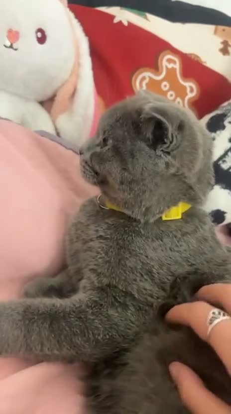 Scottish Fold cats for sale: Scottish+British short hair - Video 3
