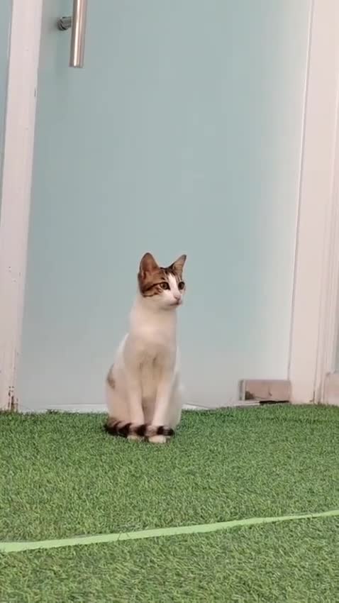 Mixed Breed cats for adoption: [Indoors Only] Lily - Affectionate Cuddly Girl - Video 4