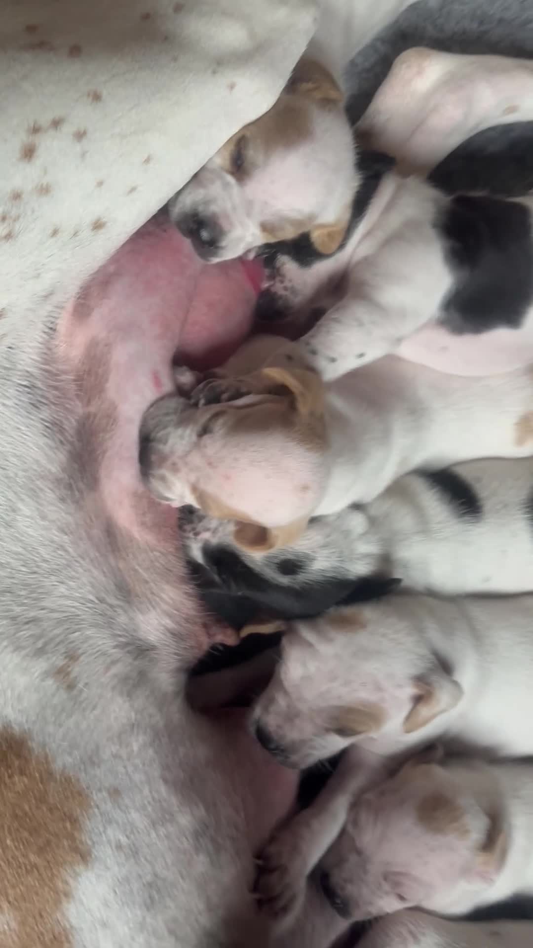 Pointer dogs for sale: Gorgeous English Pointer Puppies - Video 2